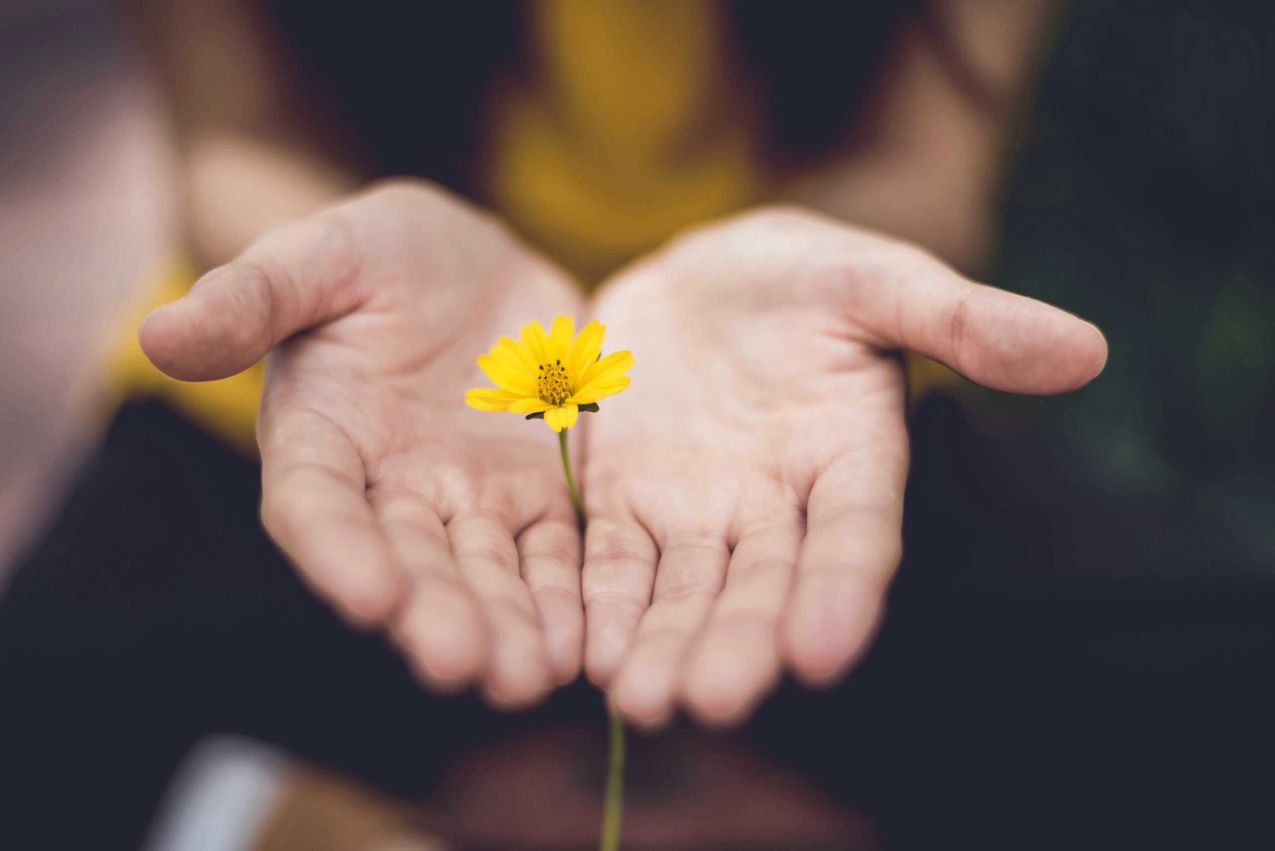 Open hands holding a yellow flower, symbolizing hope, care, and support.